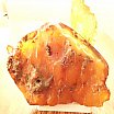 琥珀 - 重さ 436gram / Baltic Sea Egg York Butterscotch Amber
